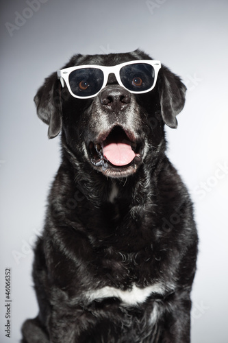 Funny old black labrador retriever wearing white sunglasses. © ysbrandcosijn