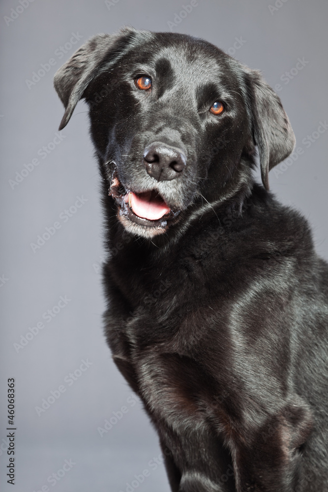 Black mixed breed dog. Mix of flatcoated and labrador retriever.