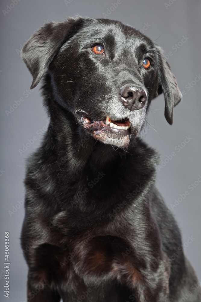 Black mixed breed dog. Mix of flatcoated and labrador retriever.