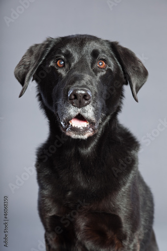 Fototapeta Naklejka Na Ścianę i Meble -  Black mixed breed dog. Mix of flatcoated and labrador retriever.