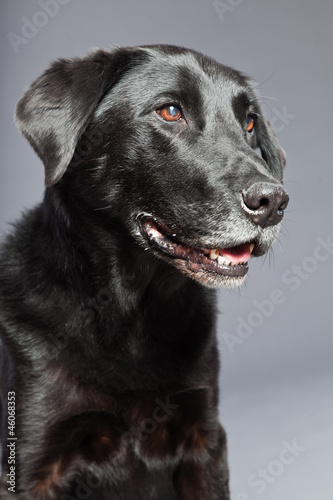 Black mixed breed dog. Mix of flatcoated and labrador retriever.