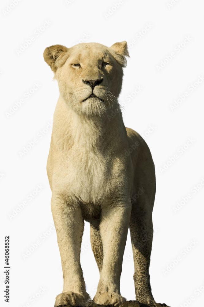 Obraz premium White Lion on White