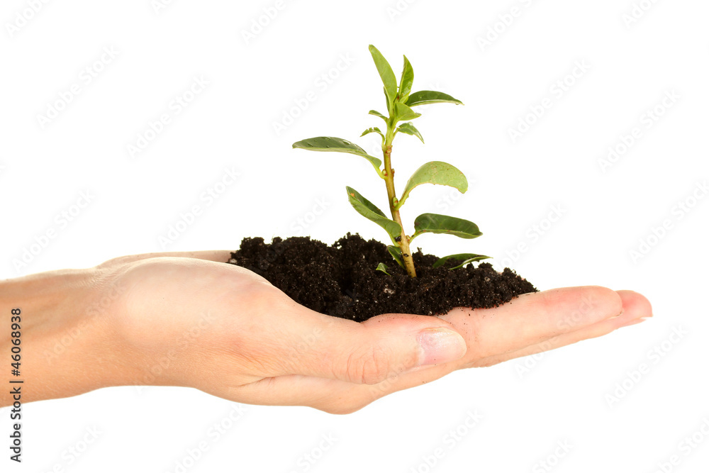 woman's hand holding a plant growing out of the ground, woman's hand holding a plant growing out of the ground,