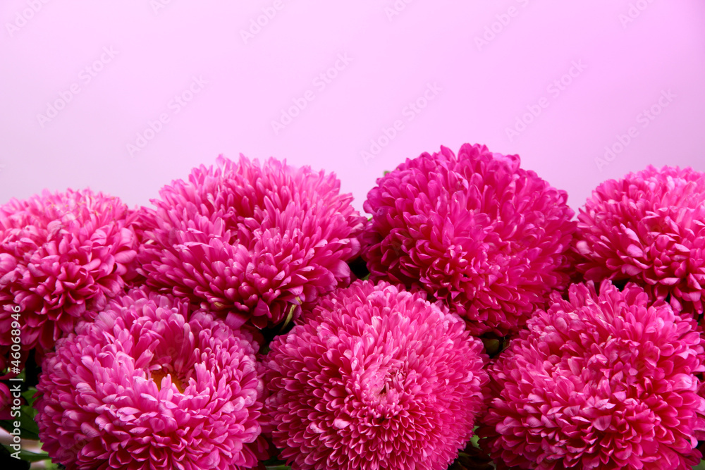 beautiful aster flowers, on pink background