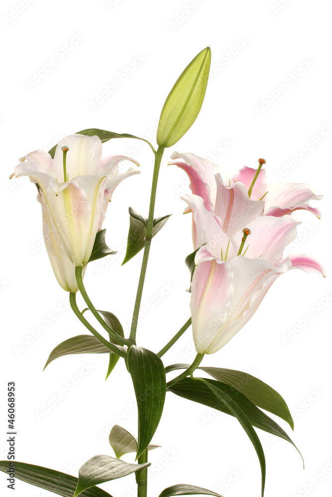 beautiful lily isolated on white