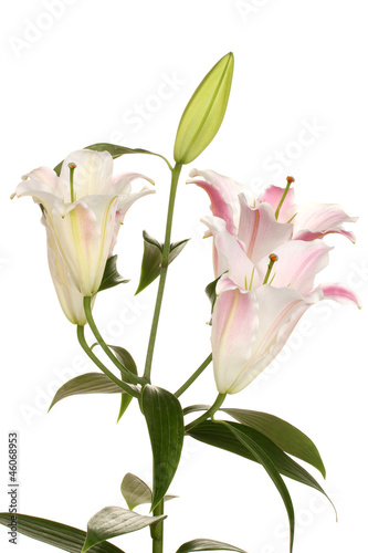 beautiful lily isolated on white © Africa Studio