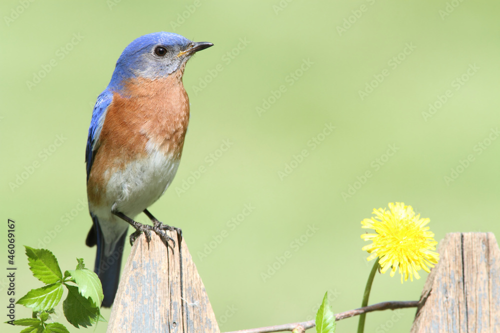 Fototapeta premium Eastern Bluebird with Dandilion