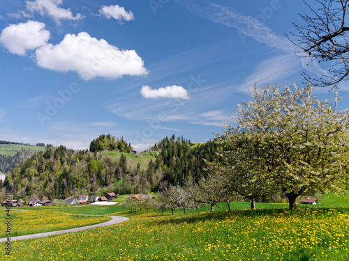 Swiss Meadow and Almond Blossoms in Spring