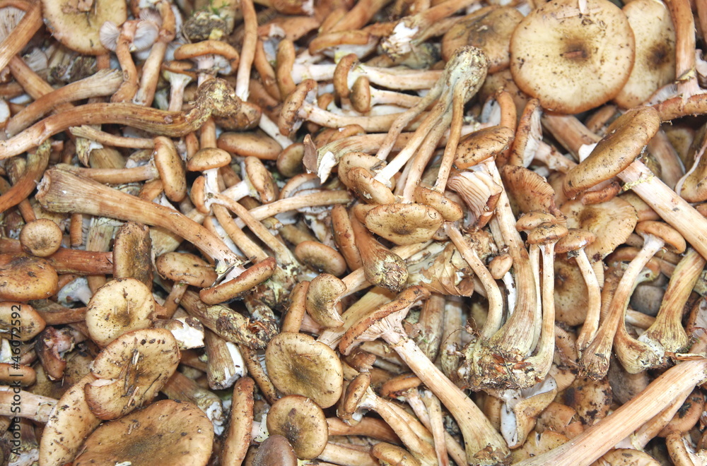 great piles of freshly picked mushrooms ready to be cooked great piles of freshly picked mushrooms ready to be cooked