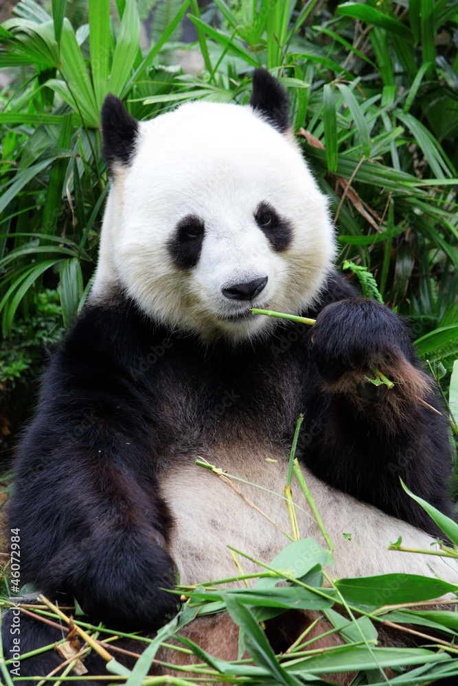Obraz premium giant panda bear eating bamboo