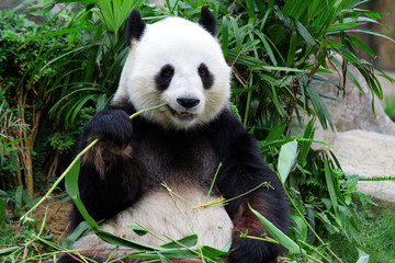 Fotobehang Panda Reuzenpanda eet bamboe in bos  © leungchopan