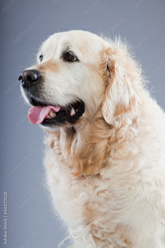 Old golden retriever dog isolated on grey background. Old golden retriever dog isolated on grey background.
