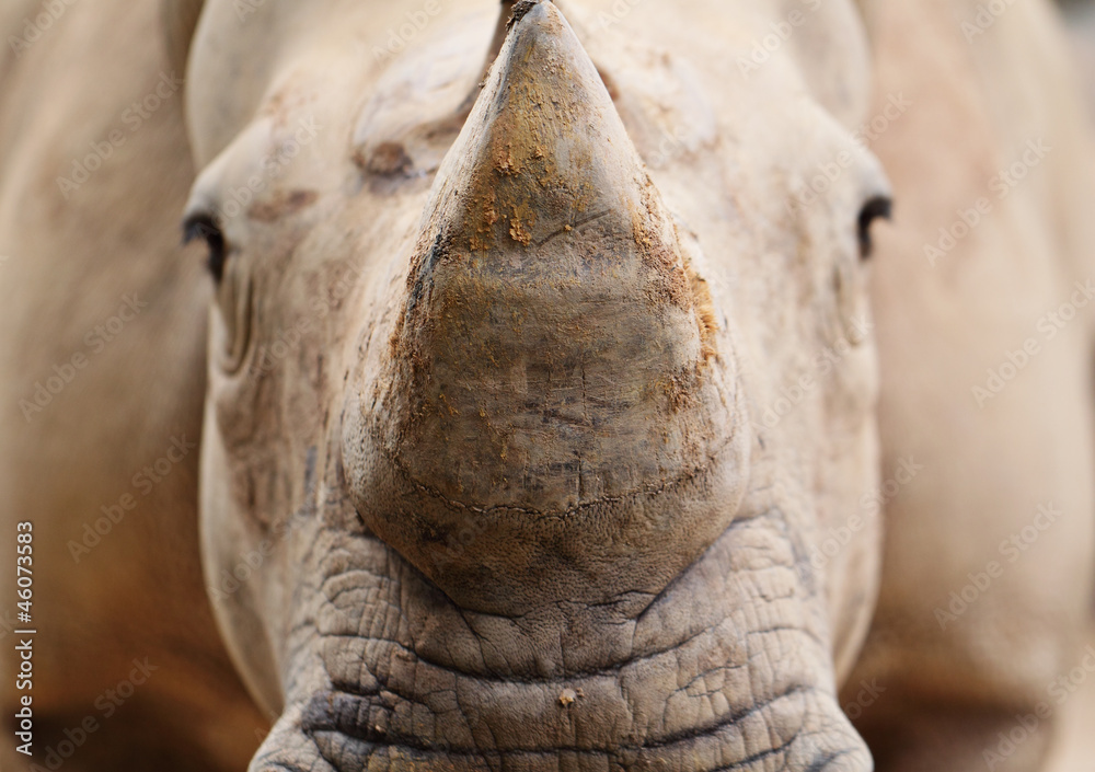 Fototapeta premium rhino