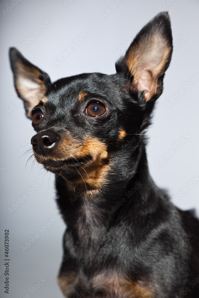 Cute and funny black and brown chihuahua dog isolated. Cute and funny black and brown chihuahua dog isolated.