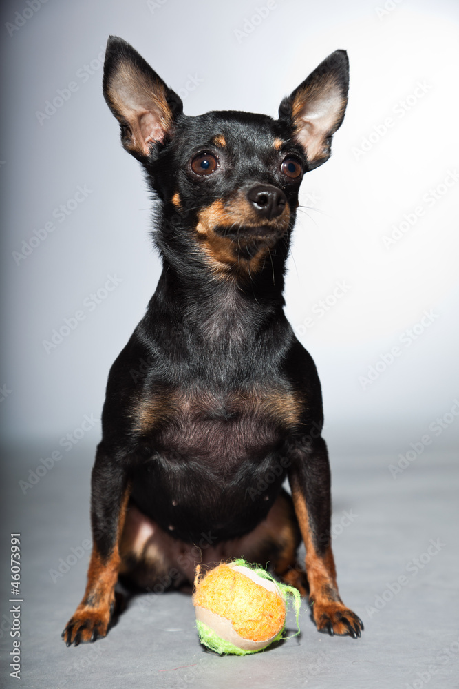 Cute and funny black and brown chihuahua dog isolated. Cute and funny black and brown chihuahua dog isolated.
