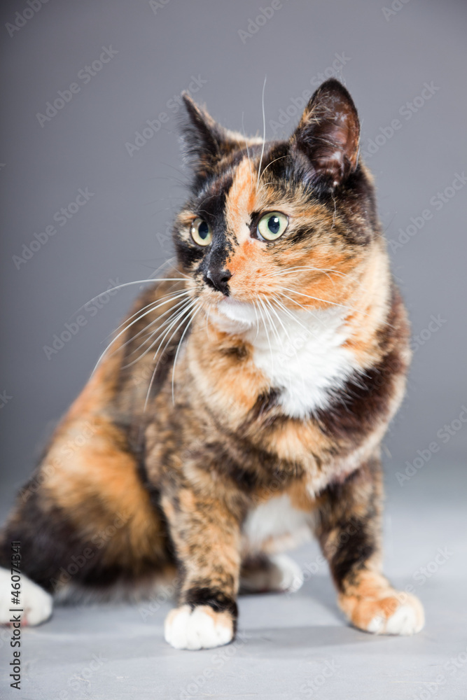 Beautiful young brown black white spotted cat isolated on grey. Beautiful young brown black white spotted cat isolated on grey.