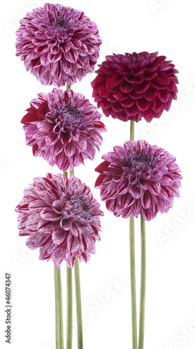 Fototapeta Naklejka Na Ścianę i Meble -  dahlia