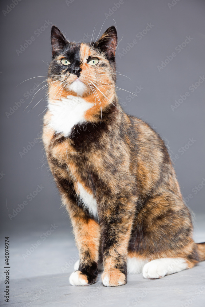 Beautiful young brown black white spotted cat isolated on grey. Beautiful young brown black white spotted cat isolated on grey.