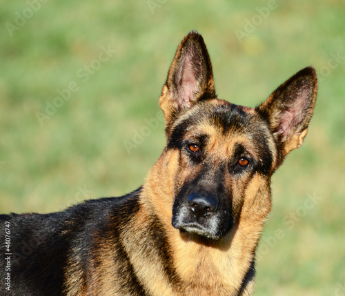 German Shepherd funny portrait