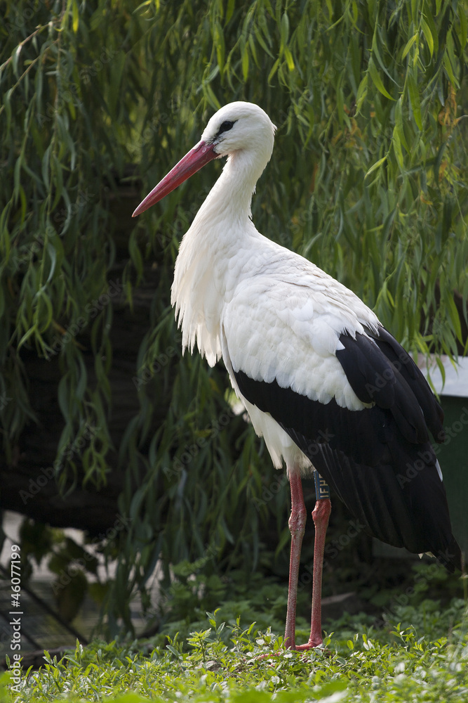 Fototapeta premium Cicogna