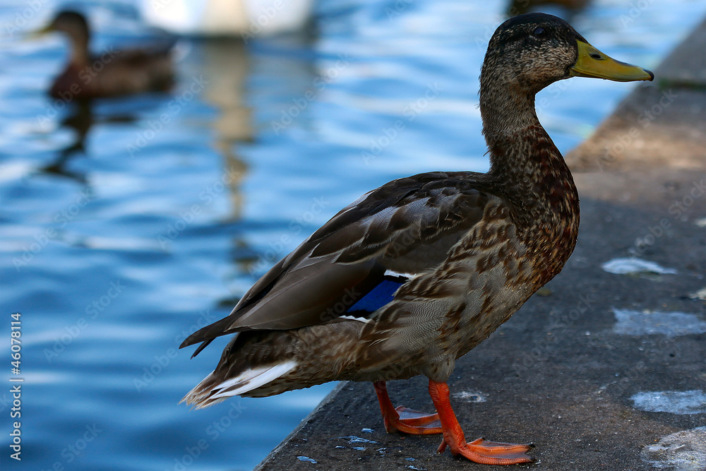 Ducks birds Ducks birds