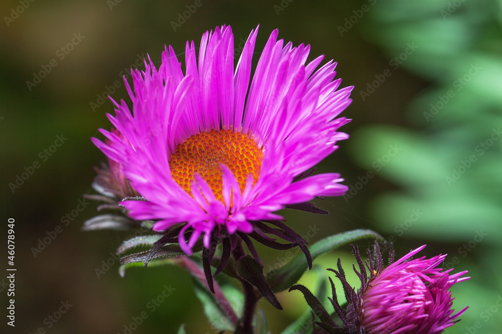 Obraz premium Aster,