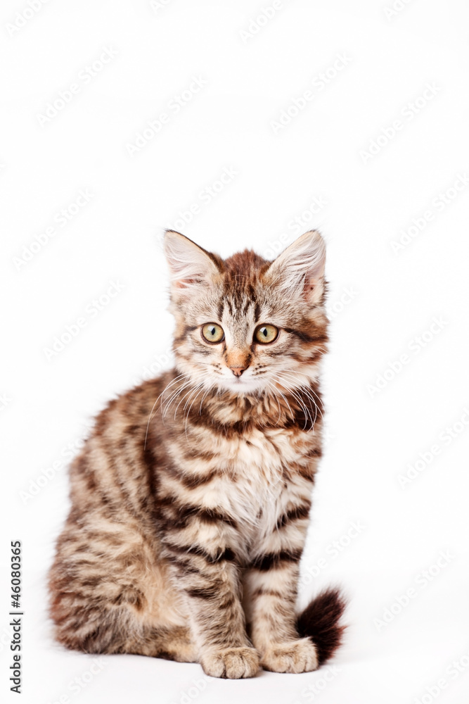 little kitten little kitten