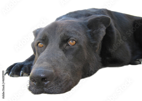 Wallpaper Mural schwarzer Wachhund liegend auf weißem Hintergrund Torontodigital.ca