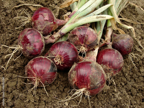 red onions bunch