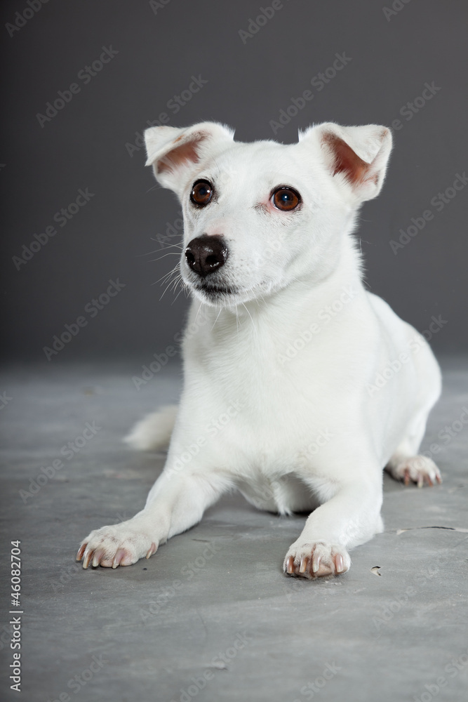 Cute and funny white jack russell dog isolated on grey. Cute and funny white jack russell dog isolated on grey.
