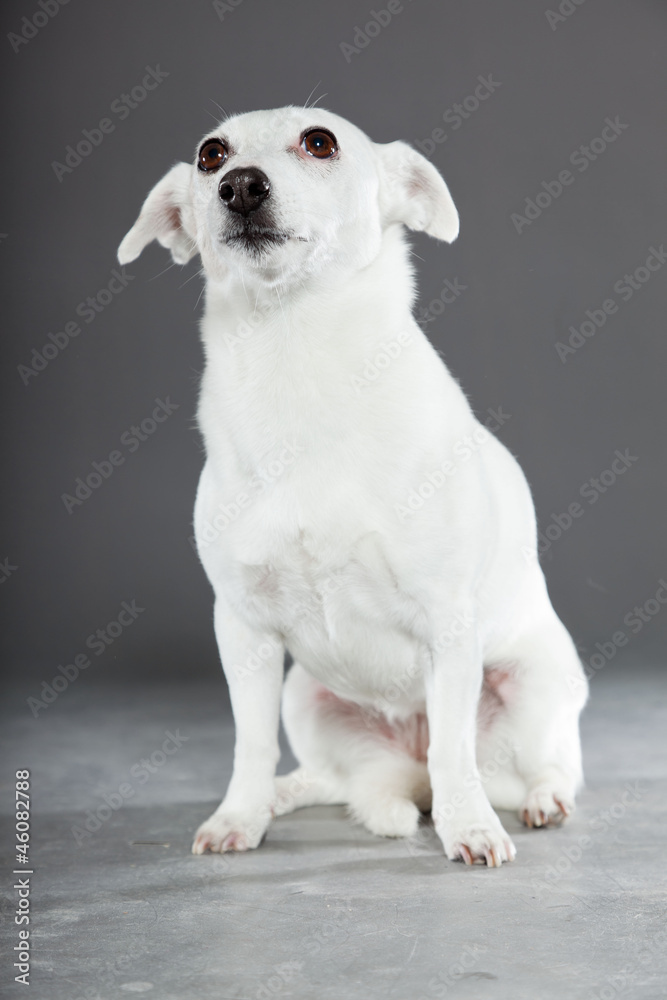 Cute and funny white jack russell dog isolated on grey. Cute and funny white jack russell dog isolated on grey.