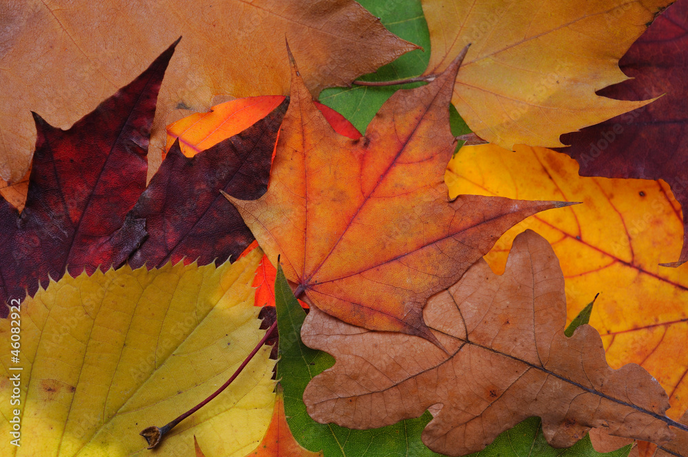 Mixed leaves