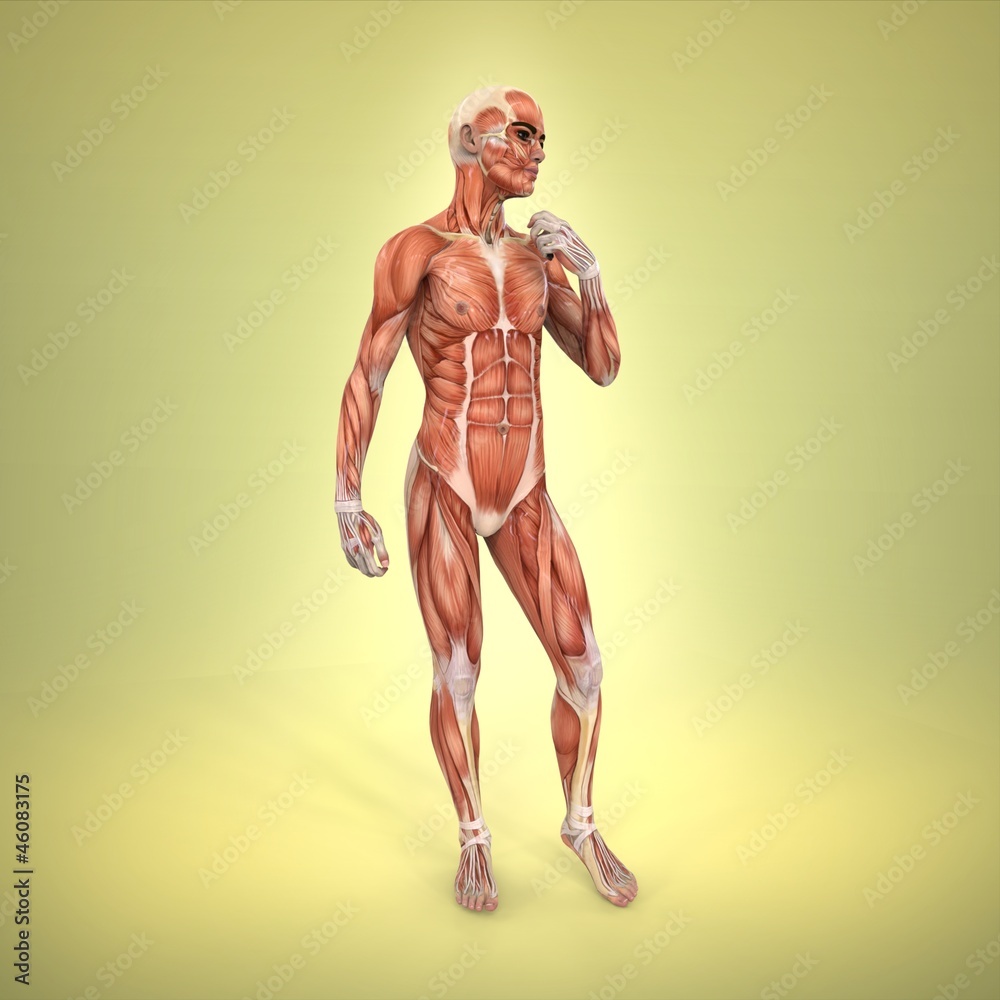 Anatomía Anatomía