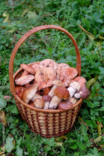 a basket of freshly picked red and white mushrooms
