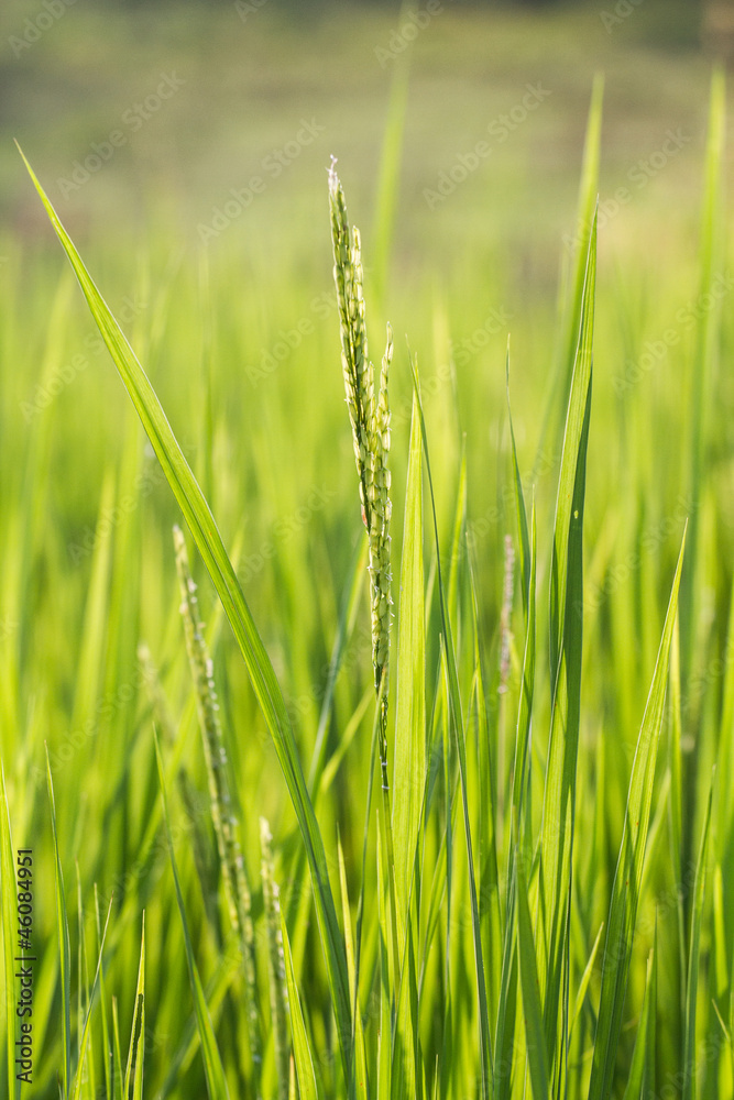rice field rice field
