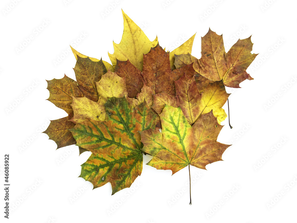 Obraz premium Blätter