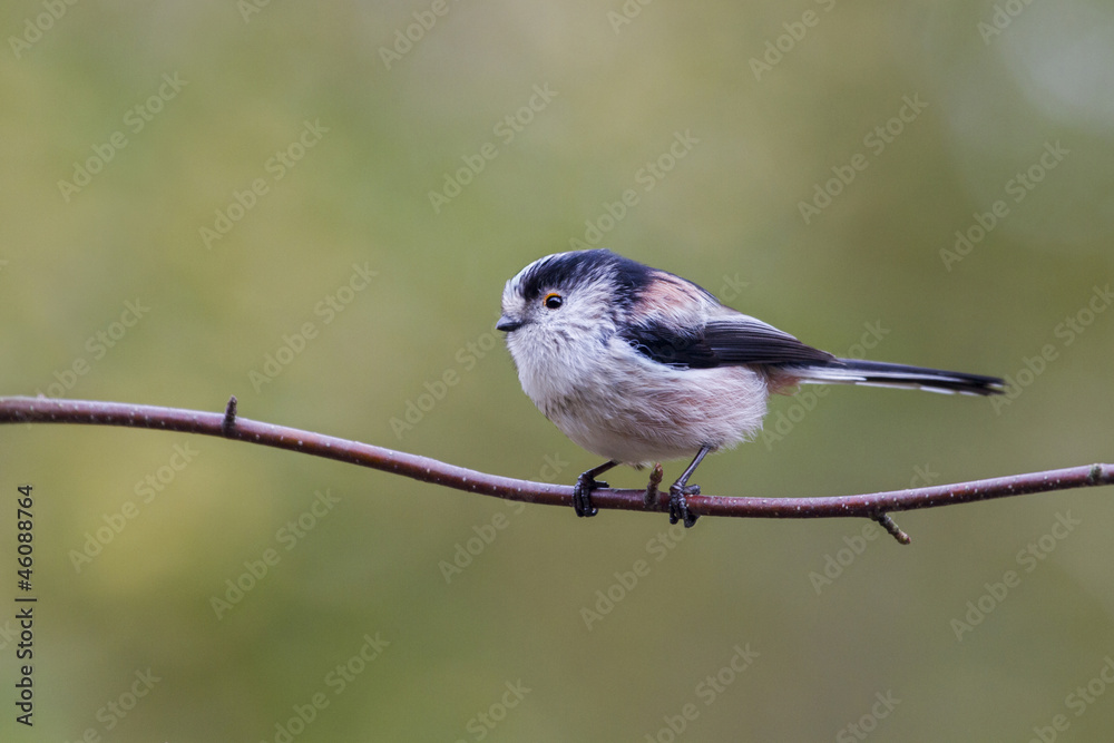 Fototapeta premium Long Tailed Tit (Aegithalos caudatus)