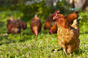 Fotobehang Kip Kippen grazen in groen gras  © spirenko