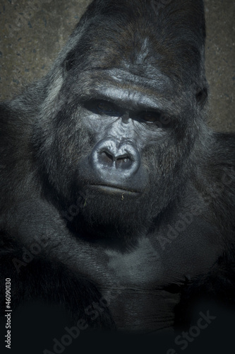gorilla low key © chris2766