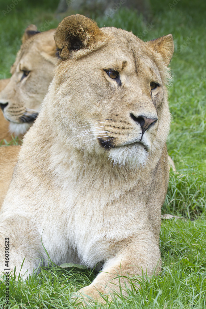 Fototapeta premium Lion