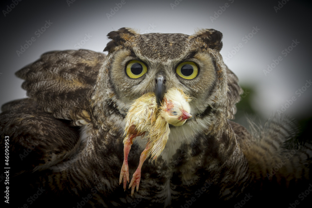 Obraz premium Eagle Owl