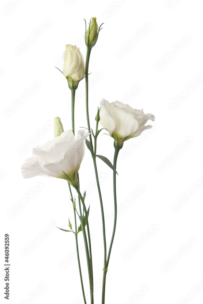 Naklejka premium white flowers isolated on white. eustoma