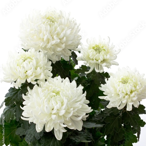 White chrysanths