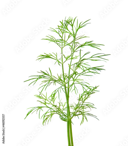dill with water drops isolated on a white background