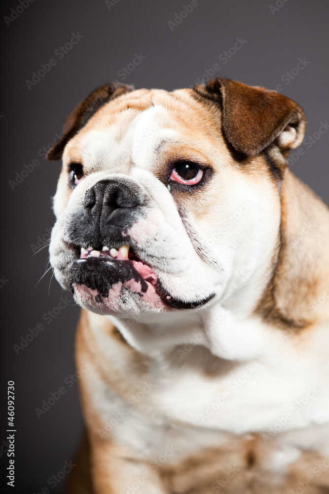 English bulldog isolated on dark grey background. English bulldog isolated on dark grey background.