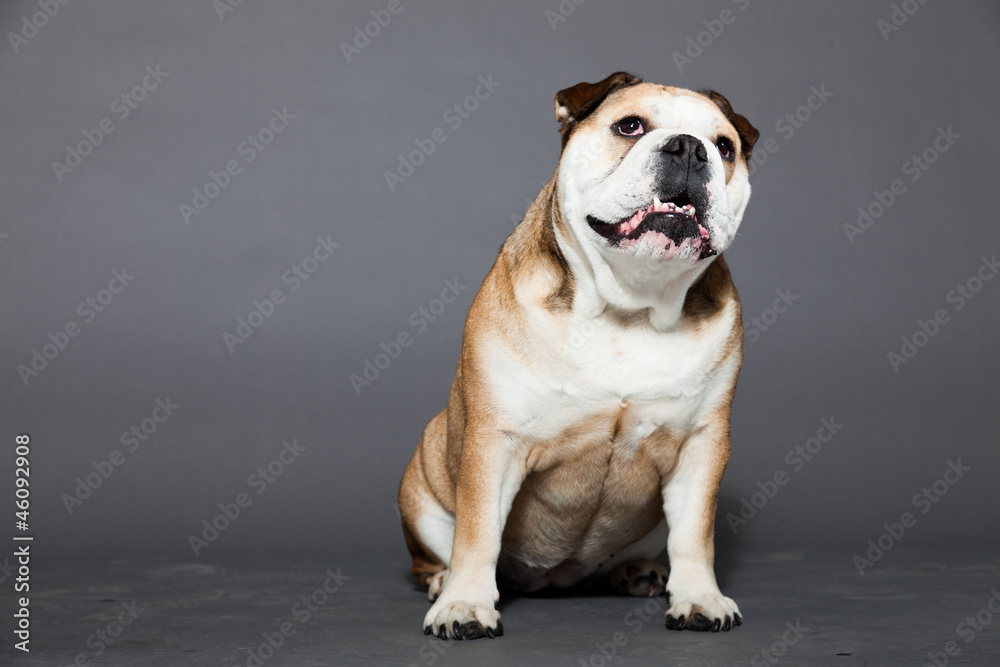 English bulldog isolated on dark grey background.