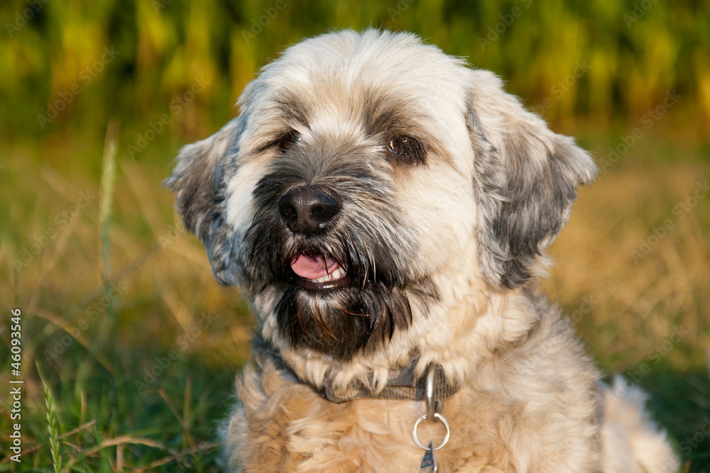 Tibet Terrier Fluri 3