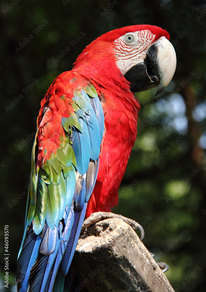 Fototapeta premium Scarlet macaw