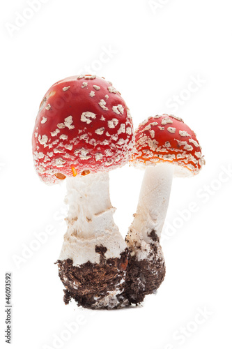 Fliegenpilz (amanita muscaria) - Zwei junge Pilze
