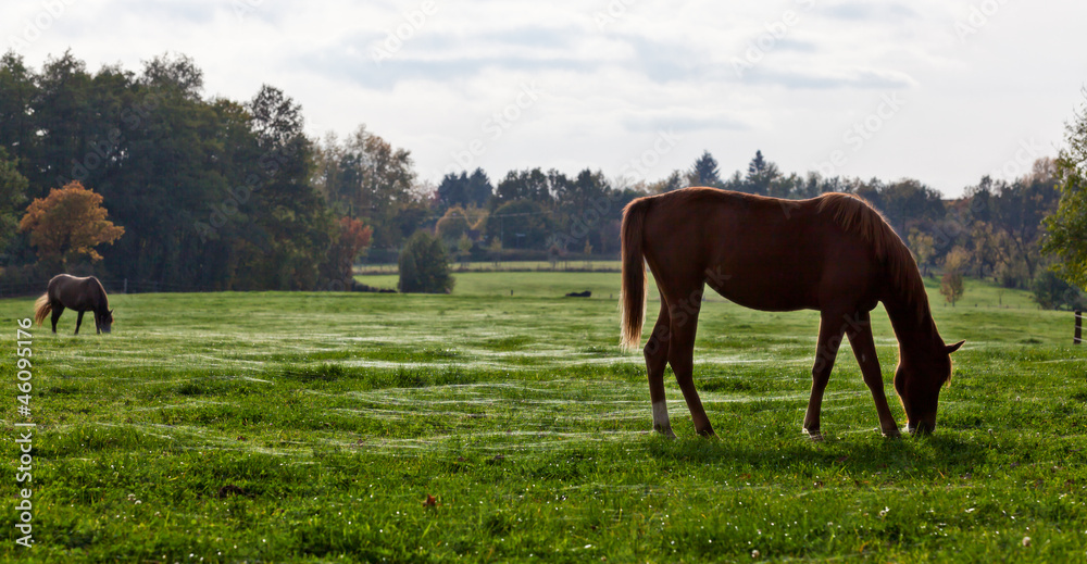 Obraz premium Herbstweide